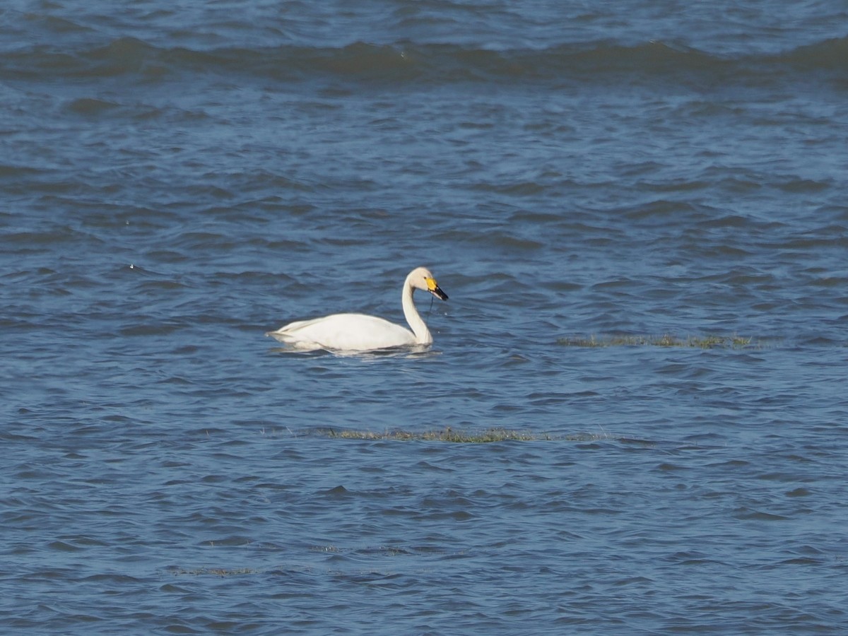 Tundra Swan - ML611526364