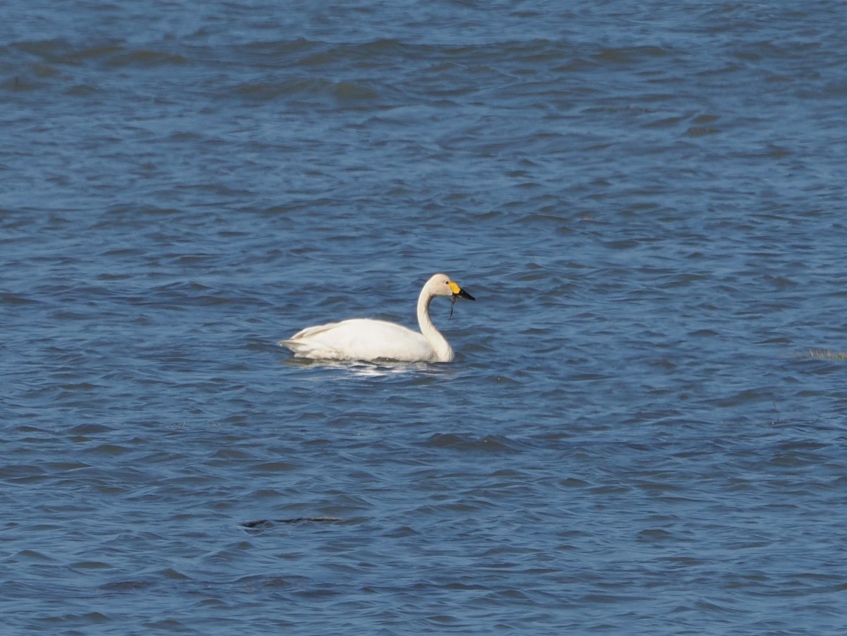 Tundra Swan - ML611526366