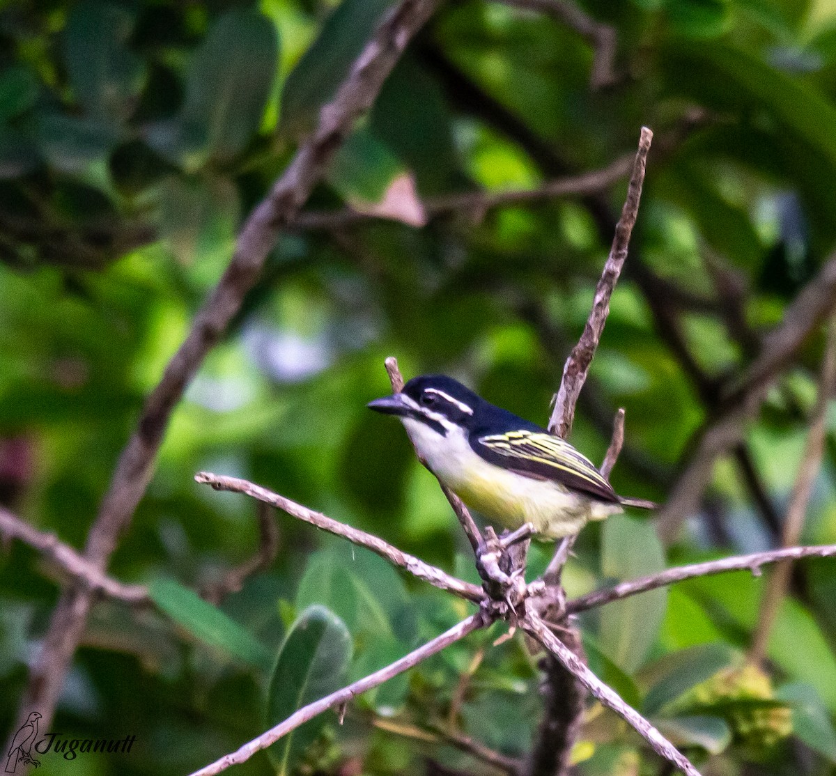 Yellow-rumped Tinkerbird - ML611526374