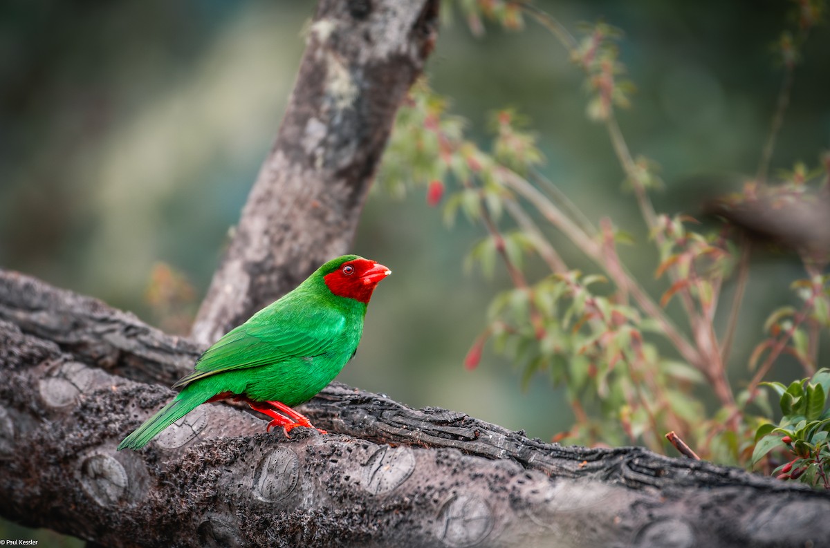 Grass-green Tanager - Paul Kessler