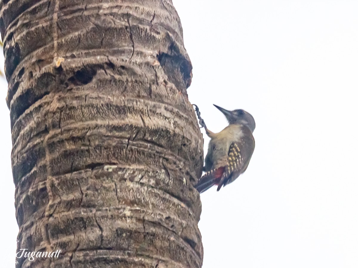 African Gray Woodpecker - ML611526392