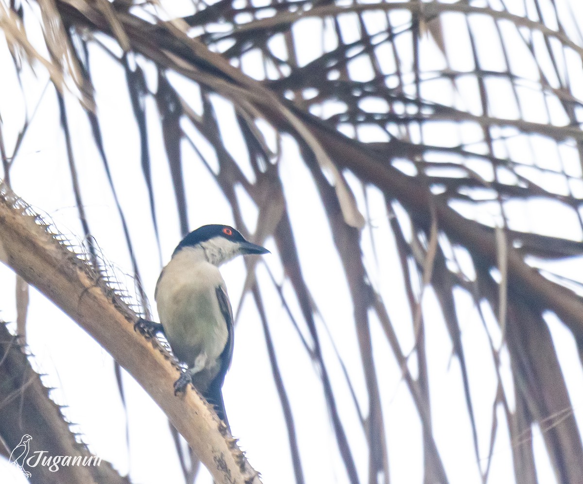 Northern Puffback - Adetayo Okunaiya