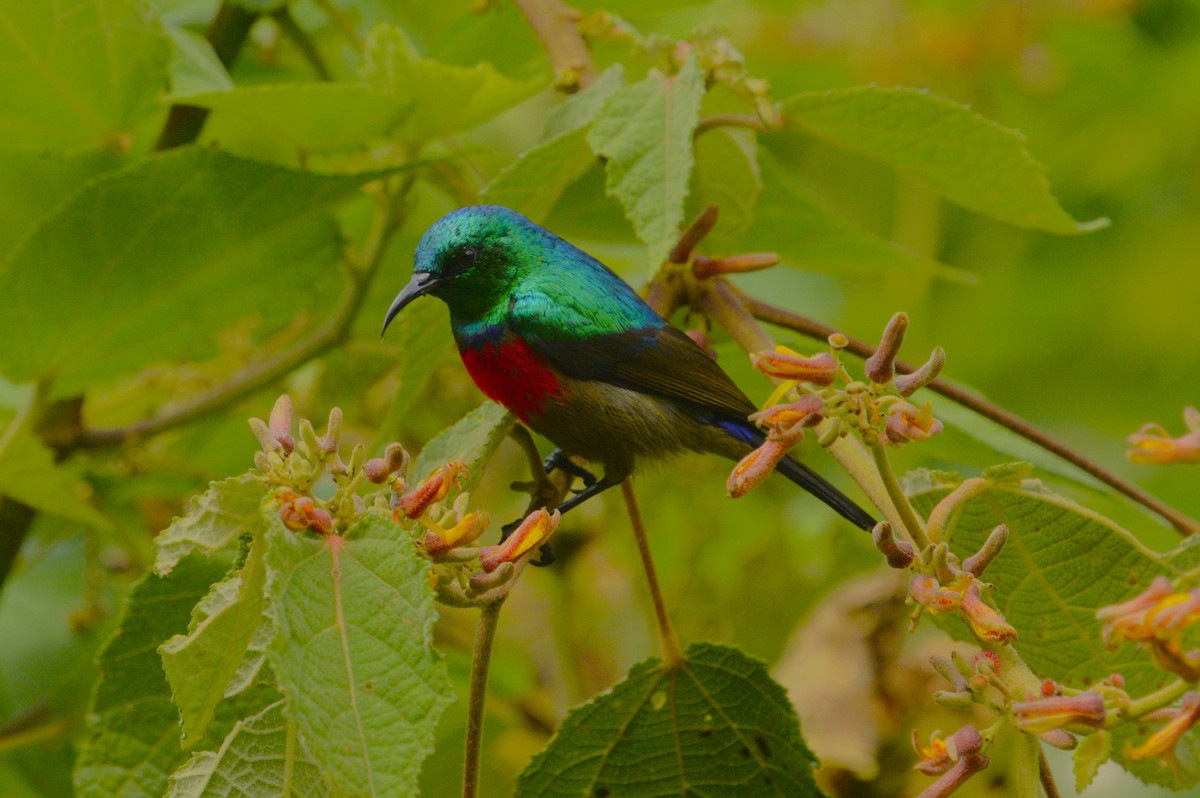 Northern Double-collared Sunbird - ML611526431