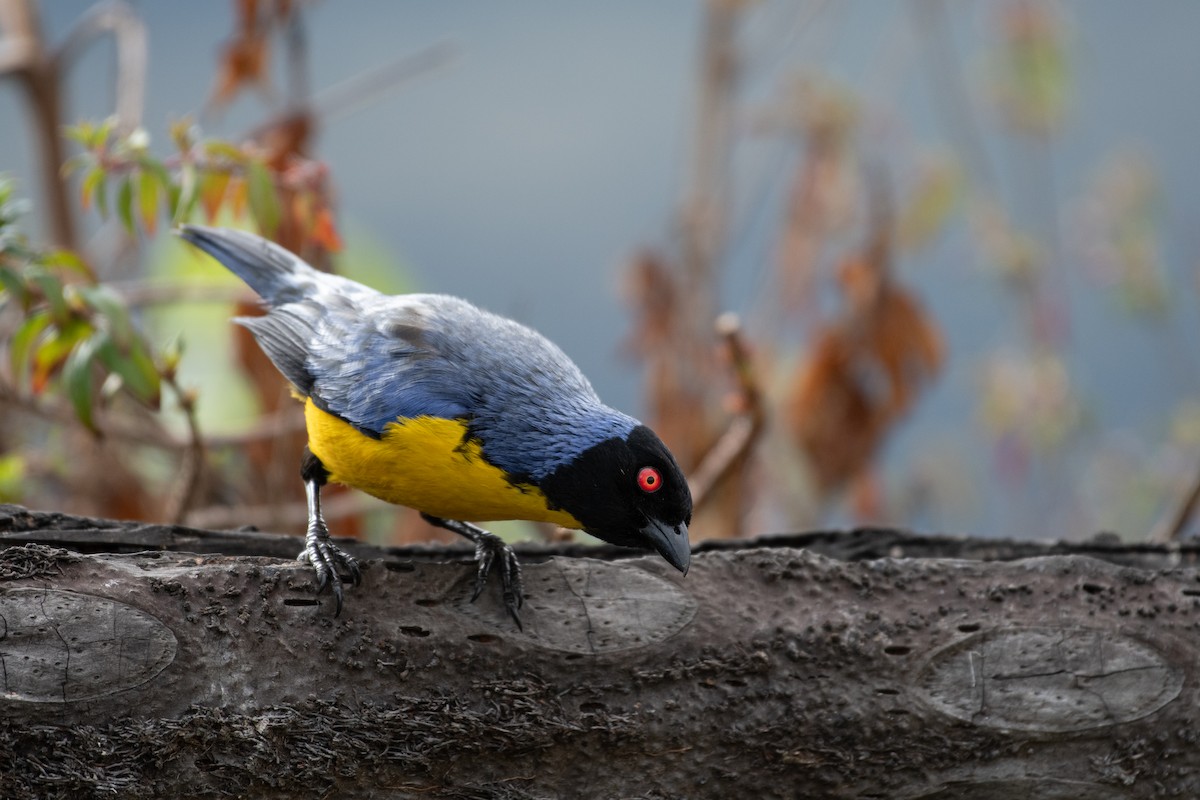 Hooded Mountain Tanager - ML611526432