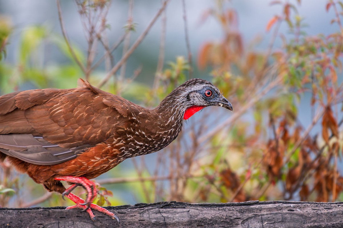 Andean Guan - ML611526476