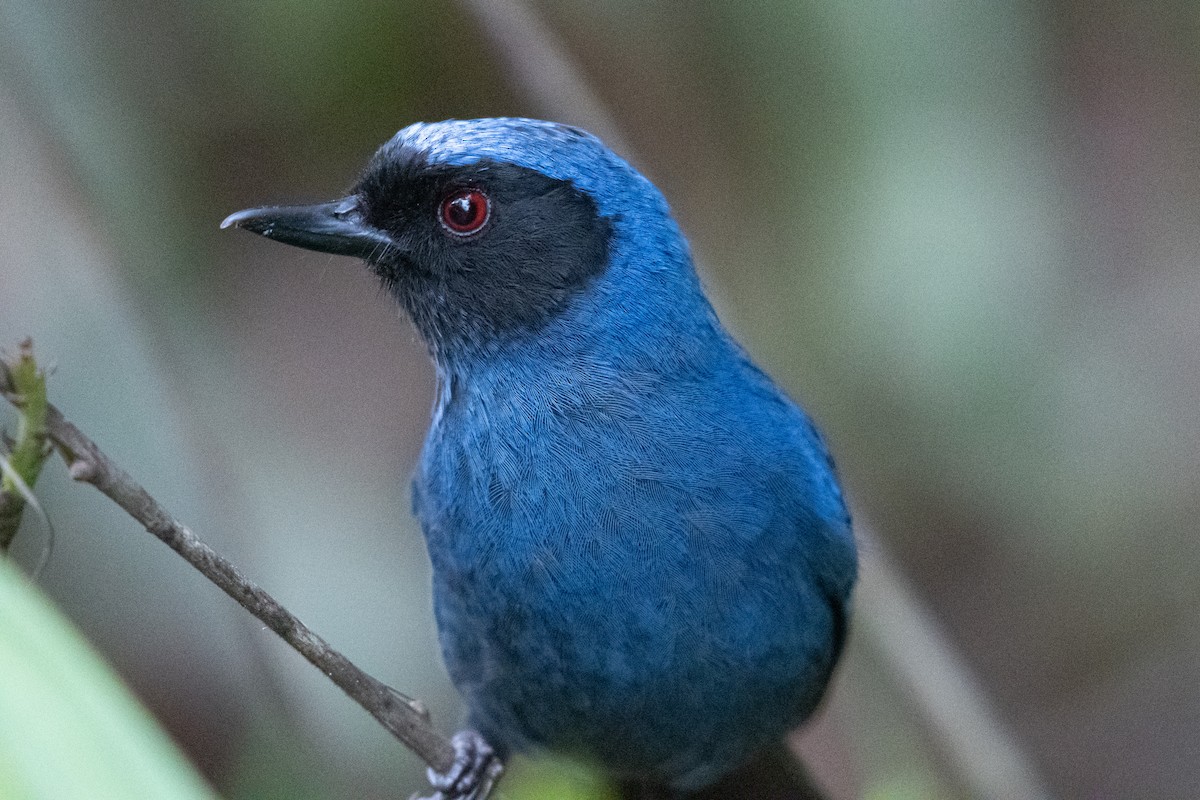 Masked Flowerpiercer - ML611526485