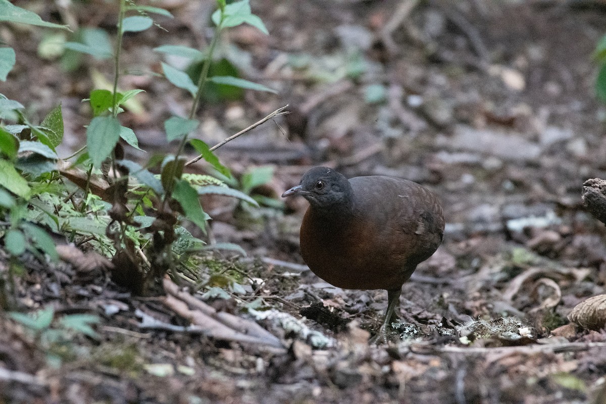 Brown Tinamou - ML611526509