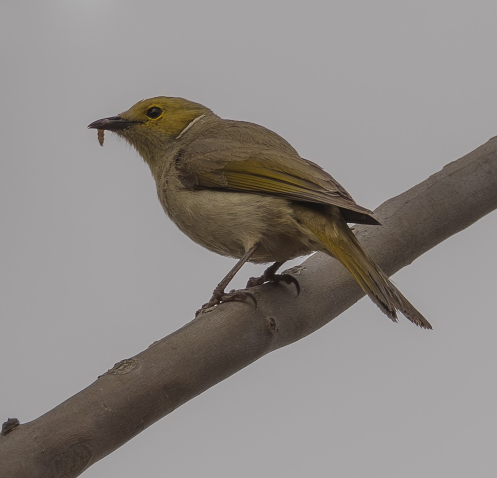 White-plumed Honeyeater - Andrew Heap