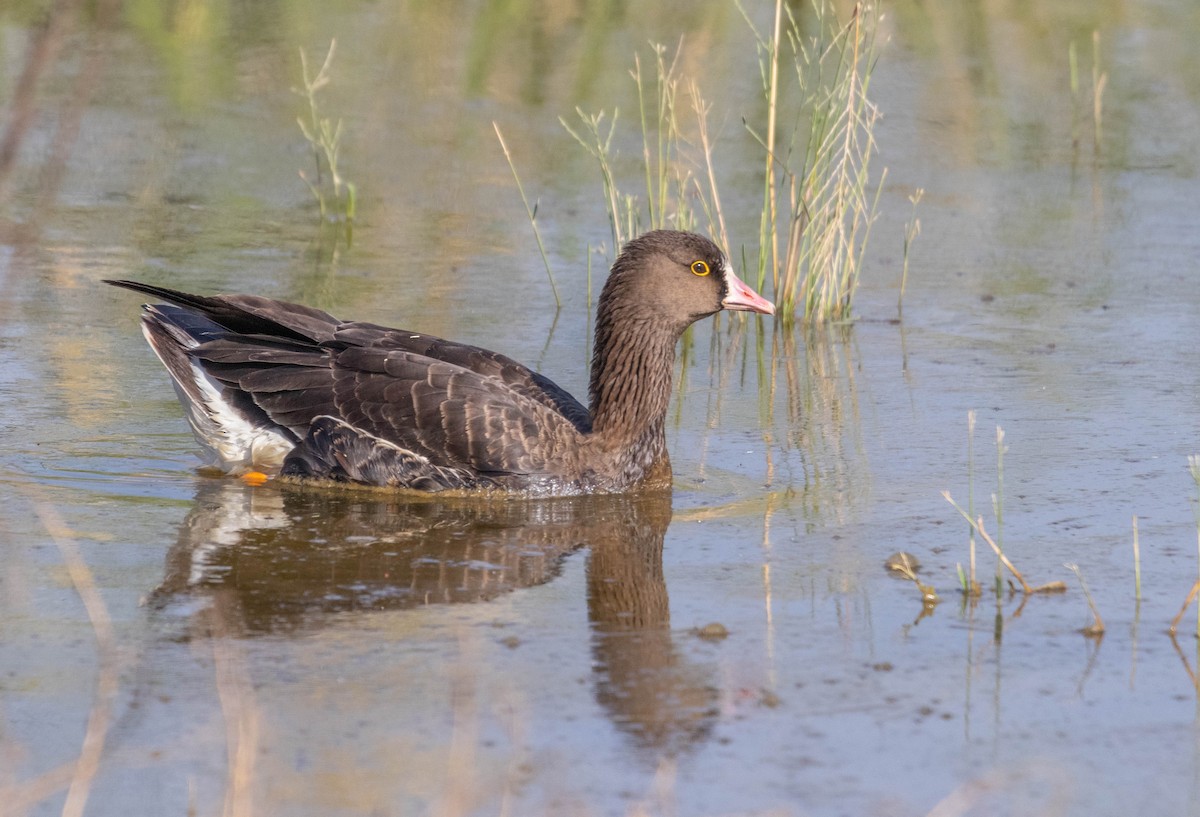 Lesser White-fronted Goose - ML611526543