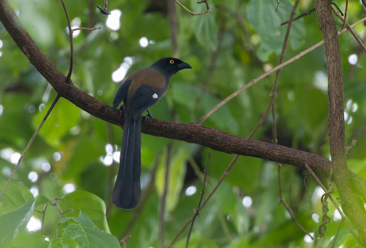 Andaman Treepie - ML611526551