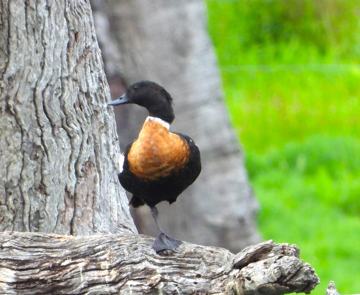 Australian Shelduck - ML611526586