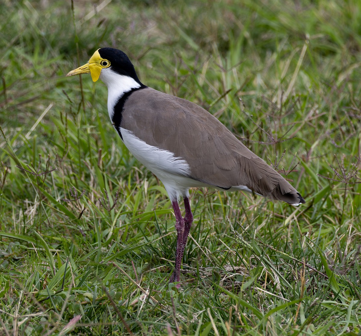 Masked Lapwing - ML611526594