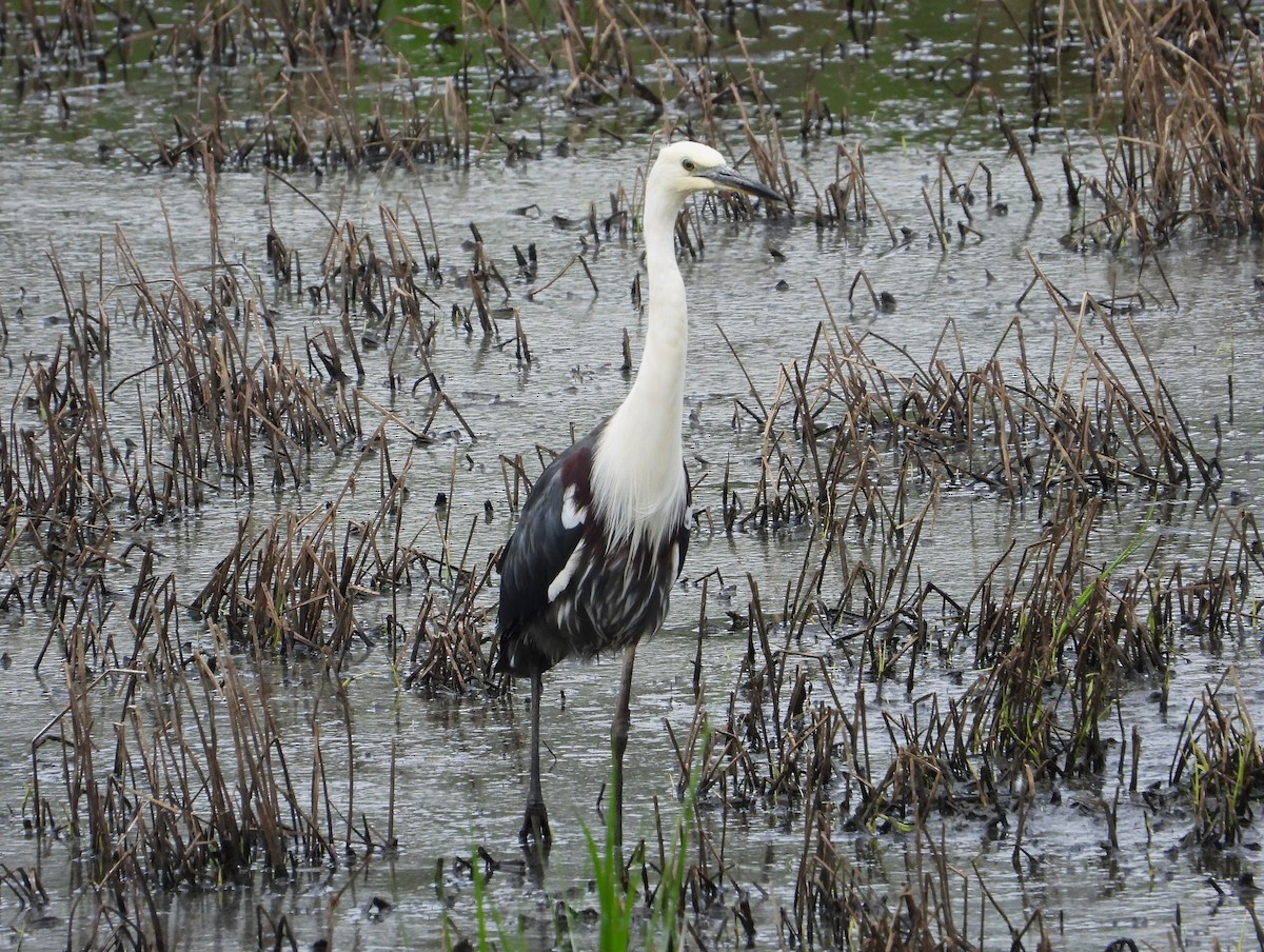 Pacific Heron - ML611526595