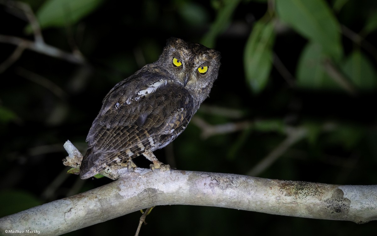 Oriental Scops-Owl (Walden's) - Madhav Murthy