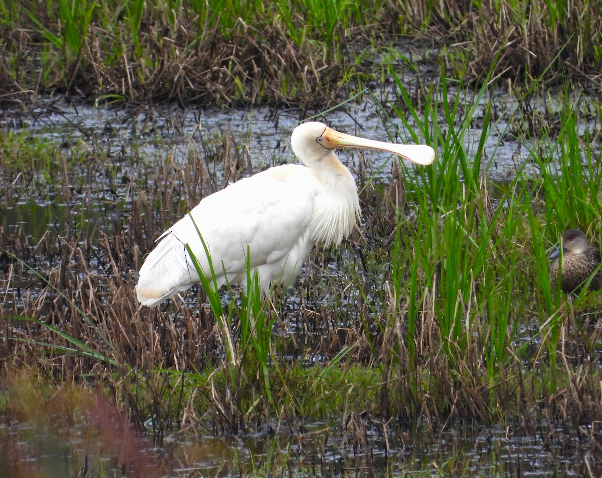 Yellow-billed Spoonbill - ML611526598