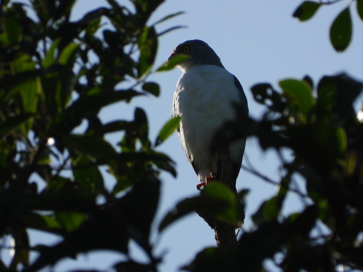 Semiplumbeous Hawk - ML611526620