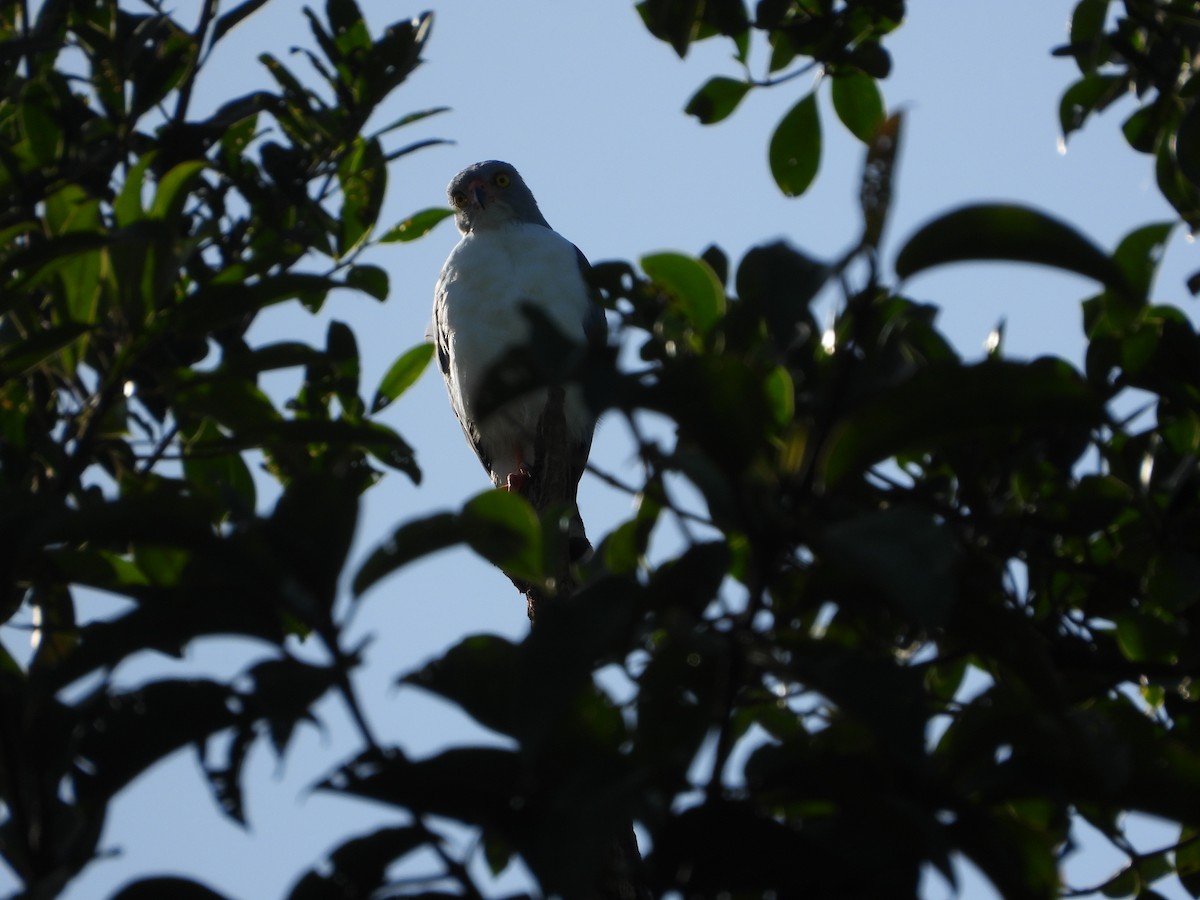 Semiplumbeous Hawk - ML611526625