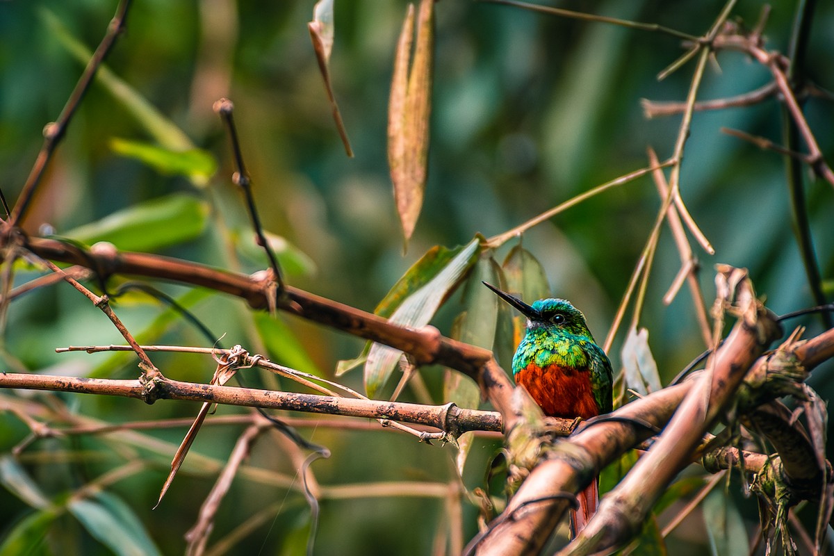 Bluish-fronted Jacamar - ML611526628