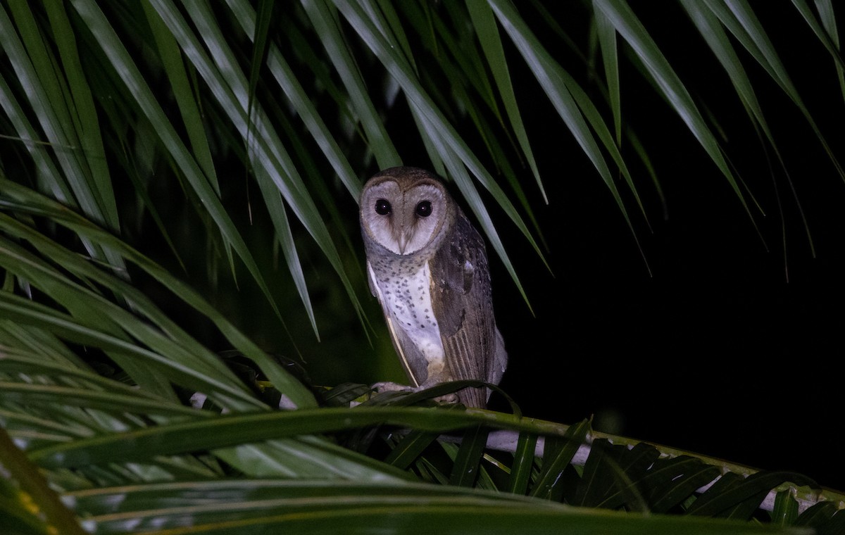 Andaman Masked-Owl - Madhav Murthy