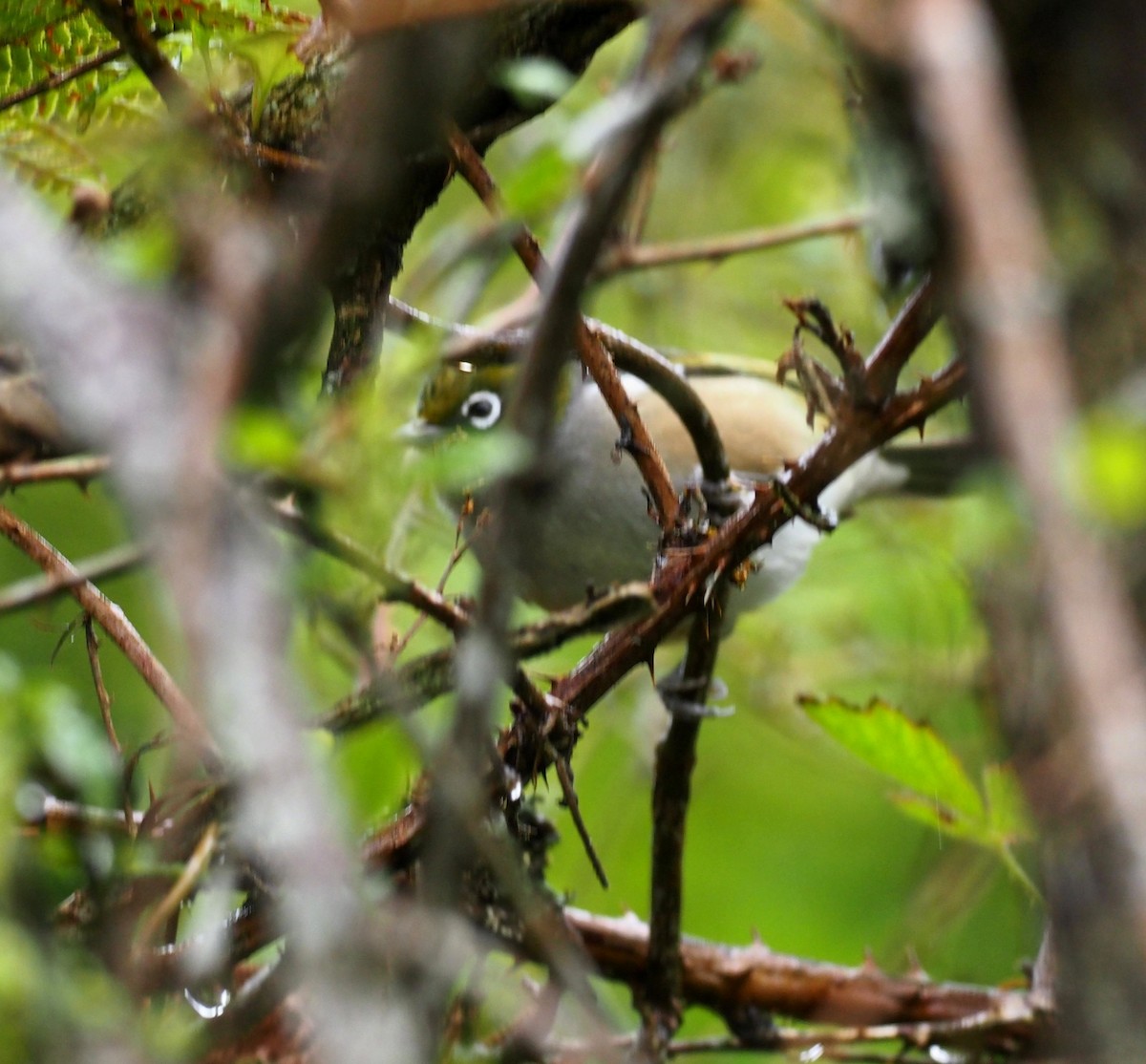 Silvereye - royann petrell