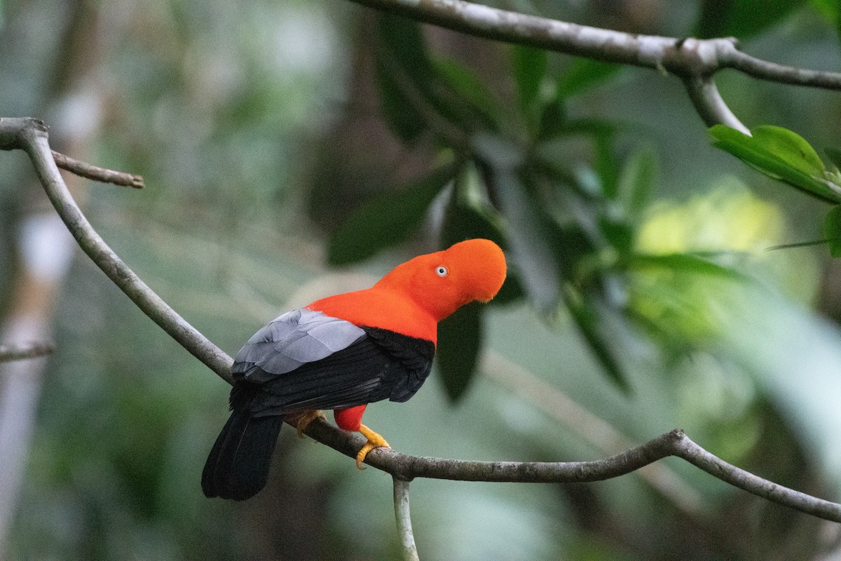 Andean Cock-of-the-rock - ML611526713