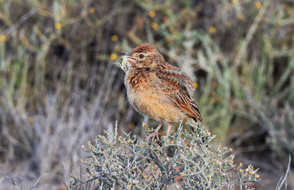 Eastern Clapper Lark - ML611526760