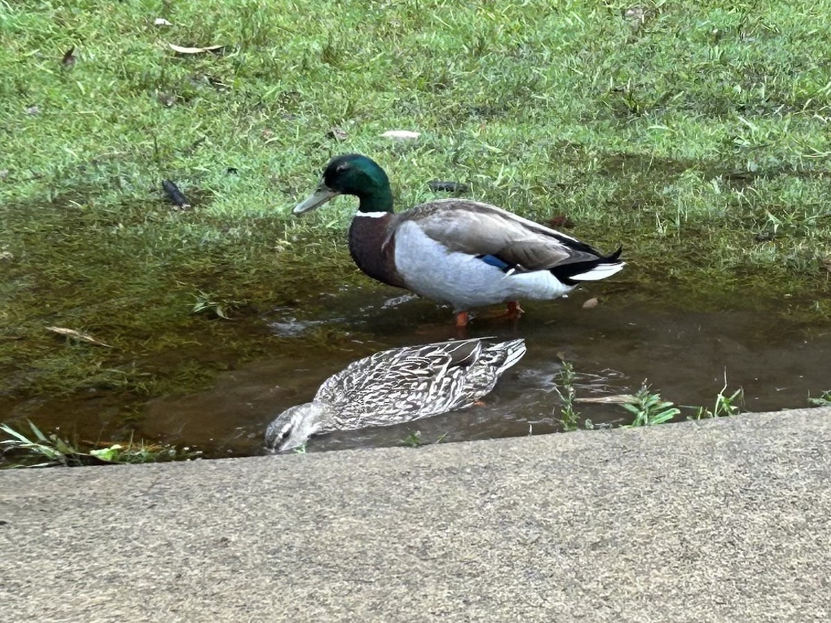 綠頭鴨(馴化) - ML611526772