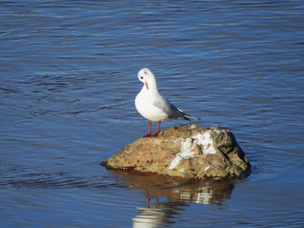 Mouette rieuse - ML611526787