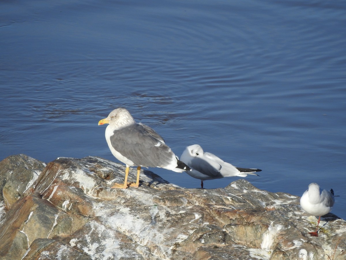 Yellow-legged Gull - David Eddington