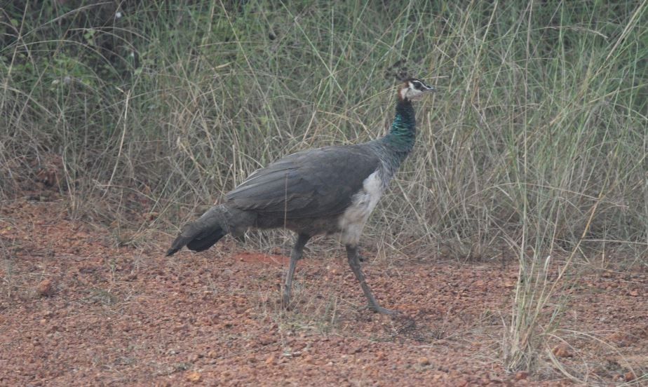 Indian Peafowl - ML611526803