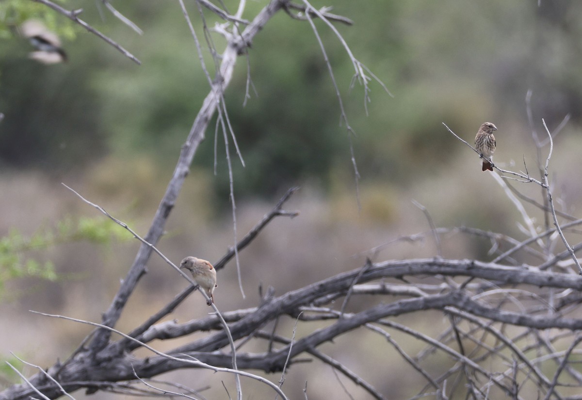 Black-headed Canary - ML611526807