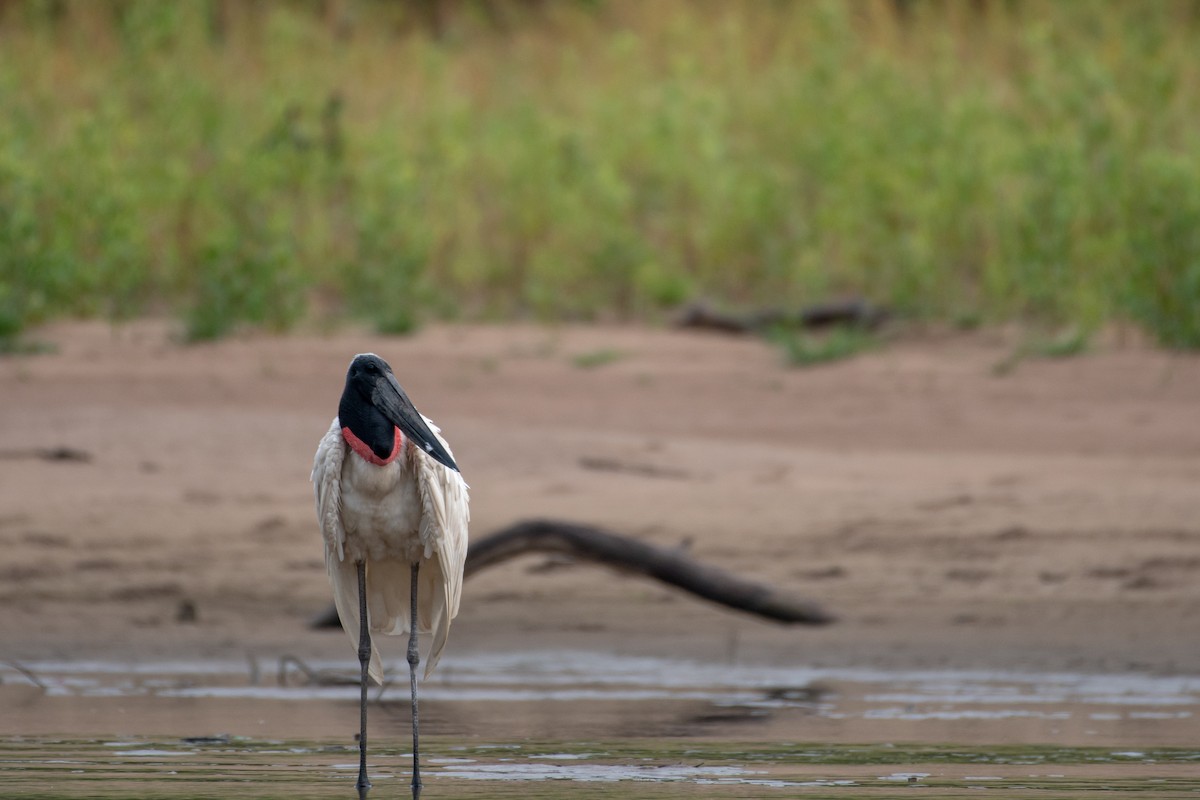 Jabiru - ML611526808