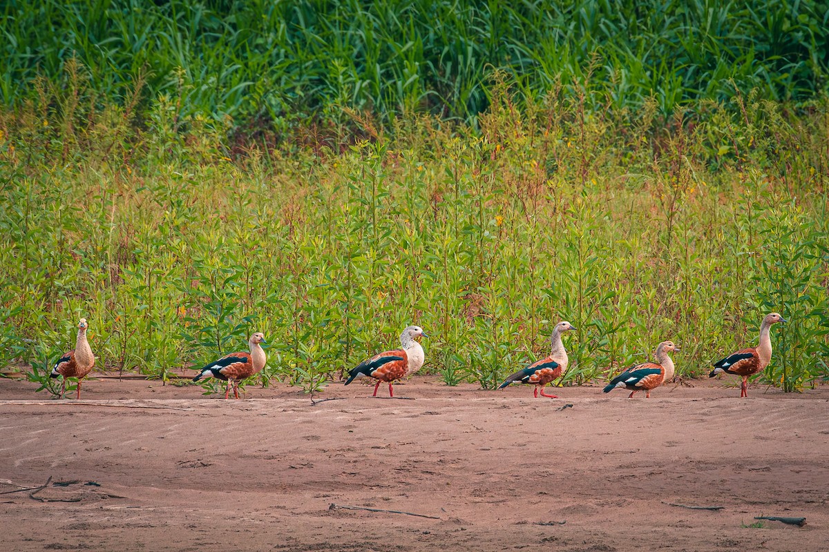 Orinoco Goose - ML611526812
