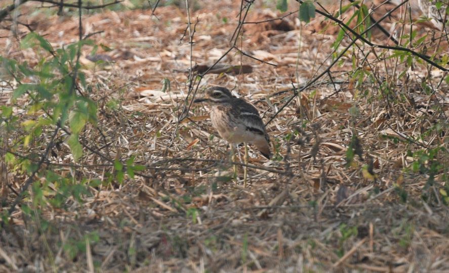 Indian Thick-knee - ML611526820