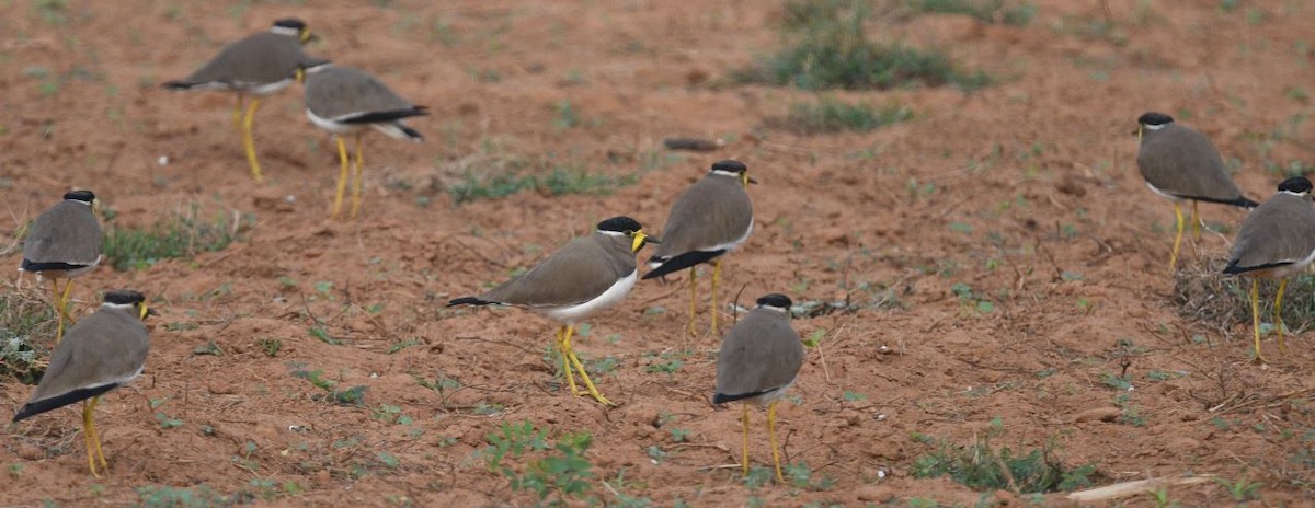 Yellow-wattled Lapwing - Swarup Sarkar