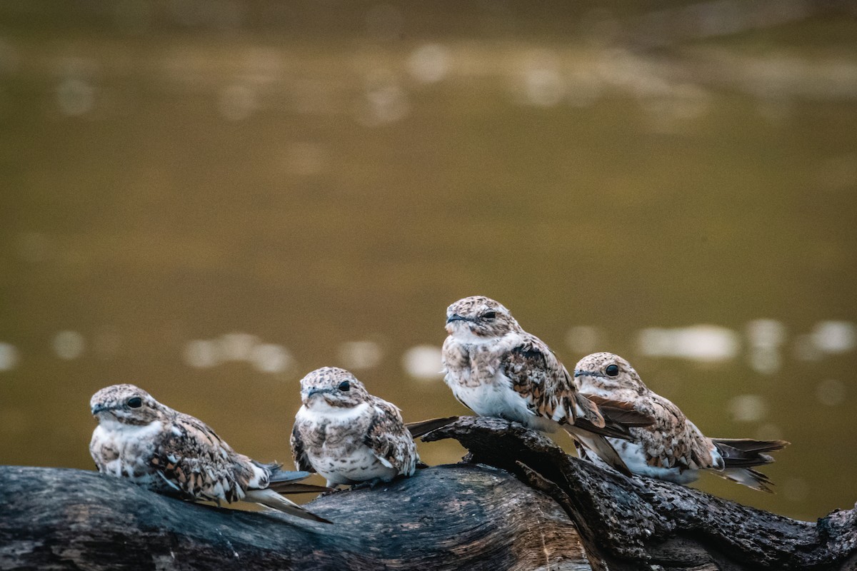 Sand-colored Nighthawk - ML611526835