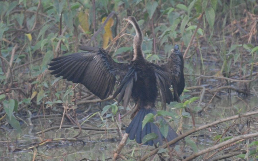 Anhinga Asiática - ML611526844