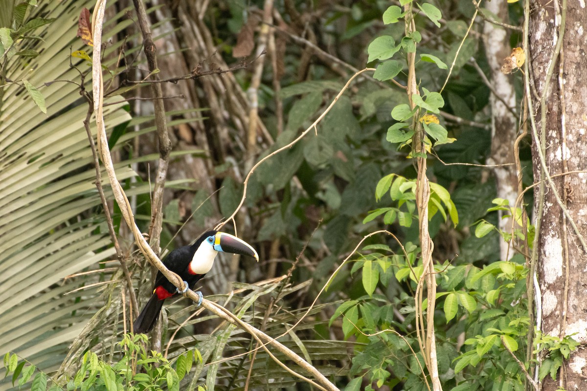 White-throated Toucan - ML611526847
