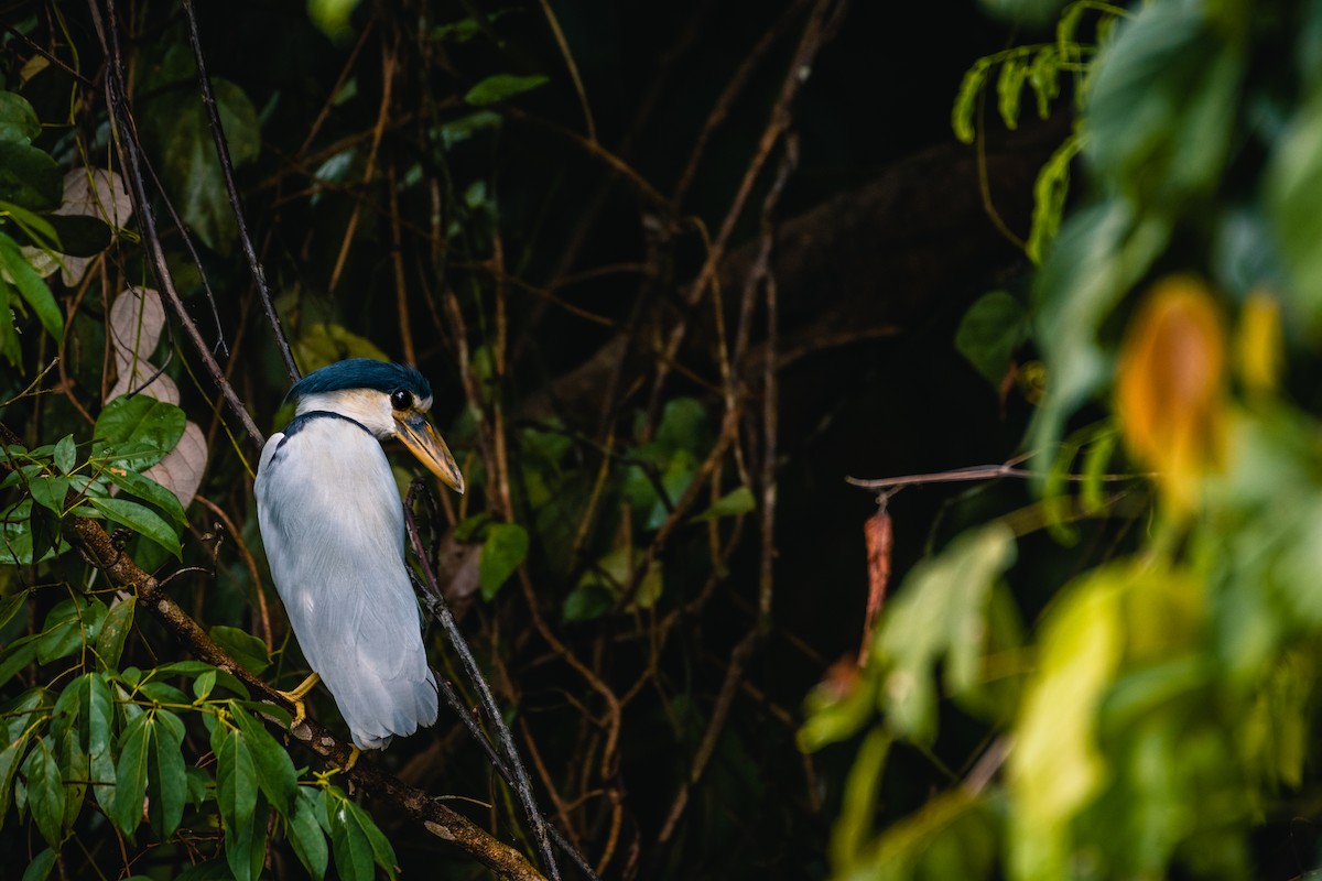 Boat-billed Heron - ML611526892