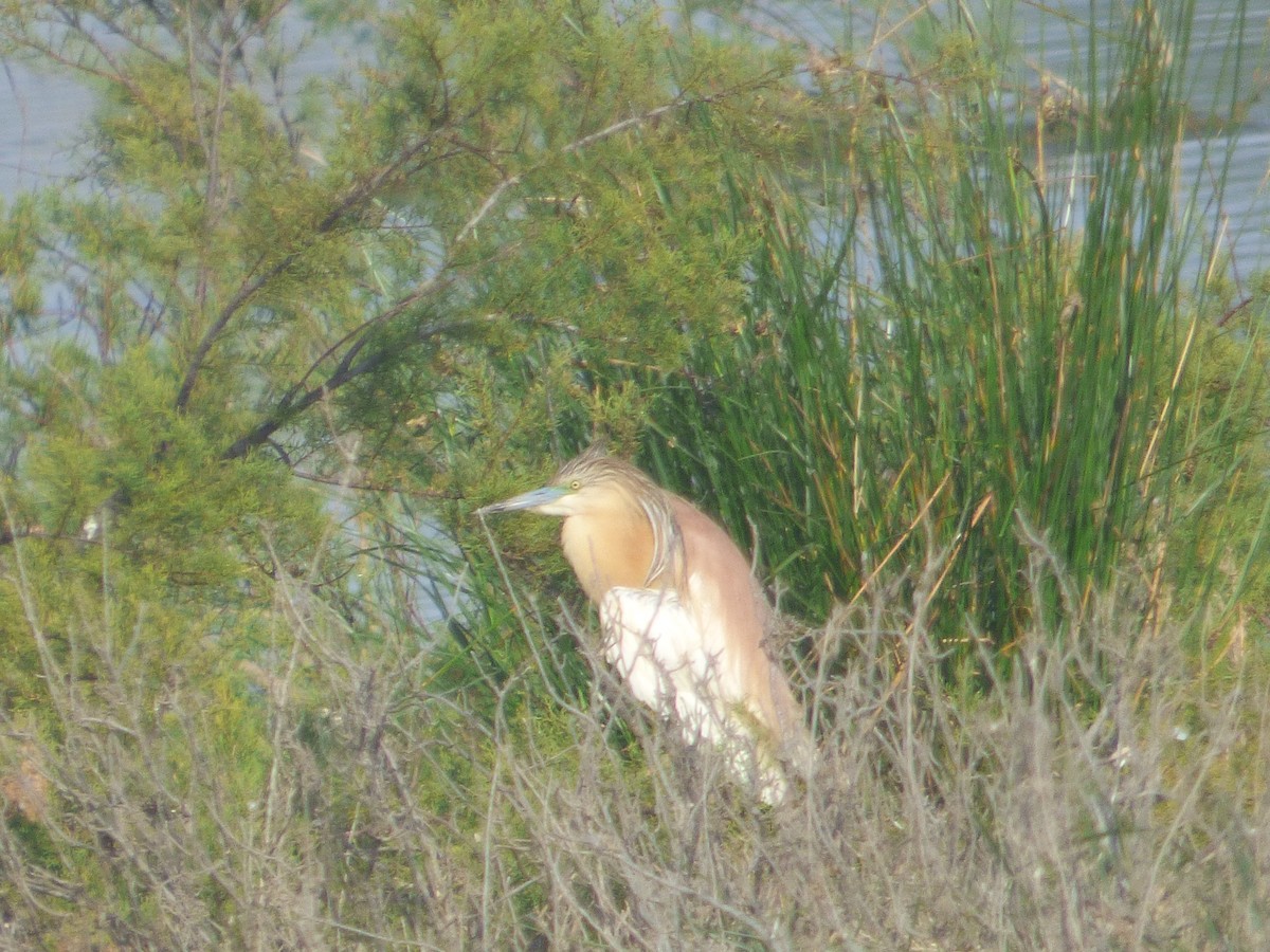 Squacco Heron - ML61152691