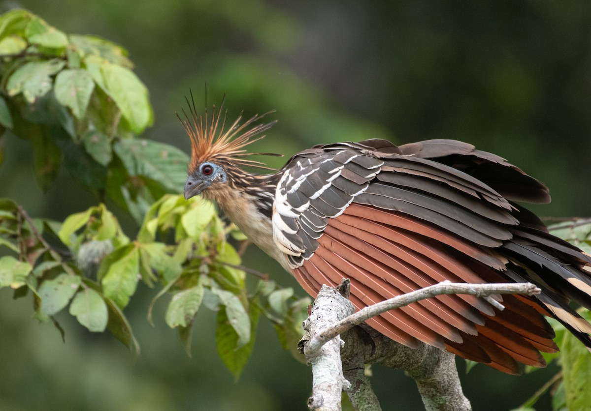 Hoatzin - ML611526929