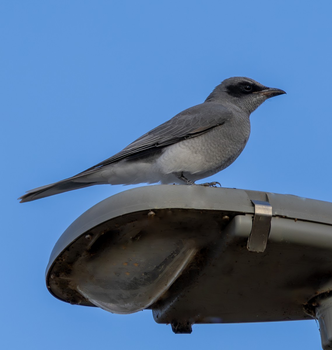 Black-faced Cuckooshrike - Andrew Heap