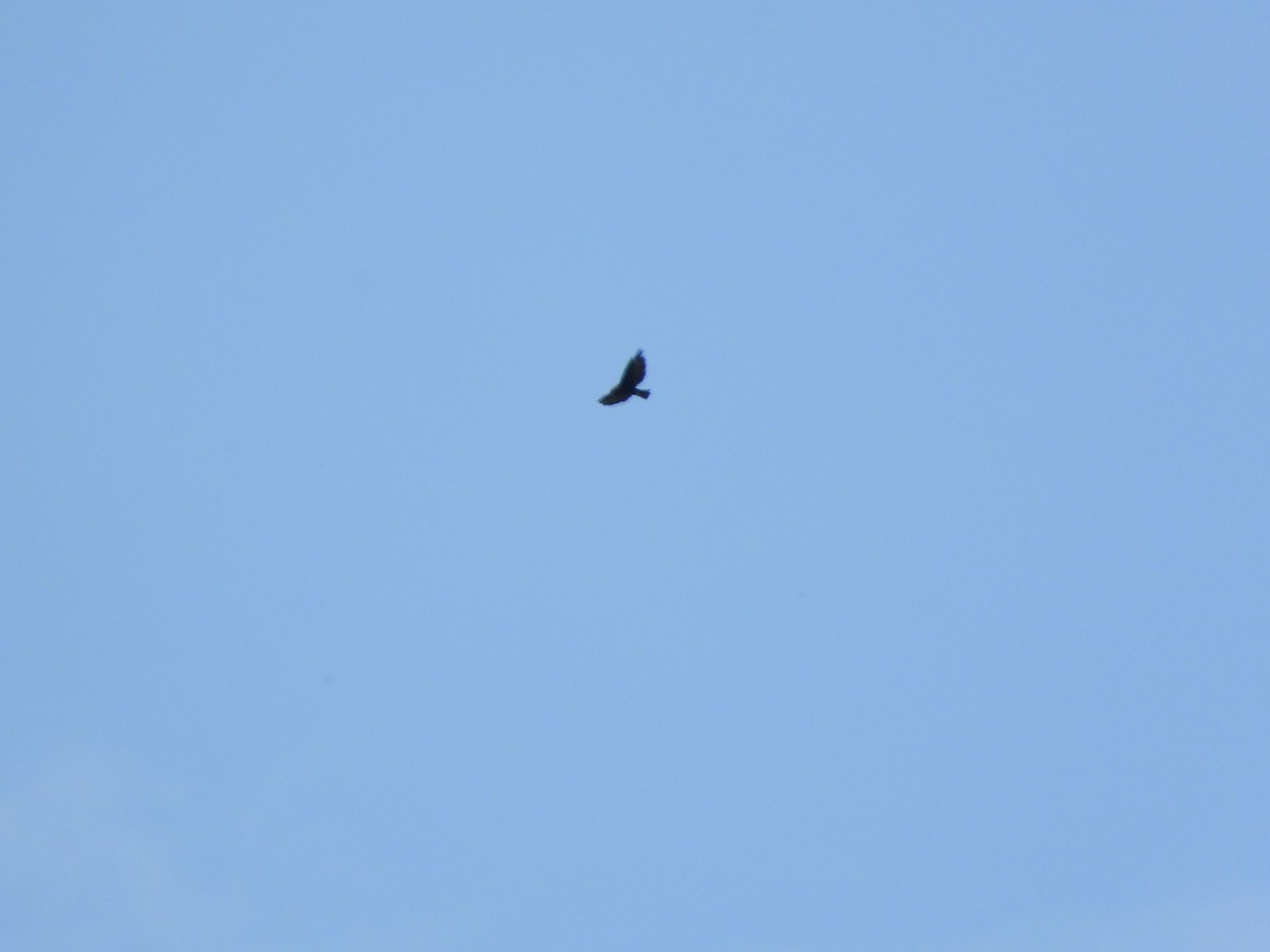 Short-tailed Hawk - ML611526933