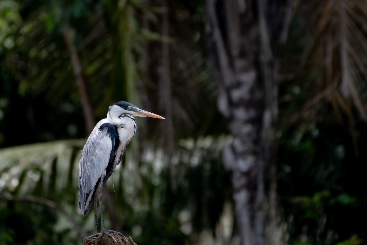 Cocoi Heron - ML611526949