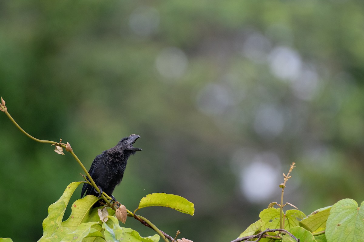 Smooth-billed Ani - ML611526961
