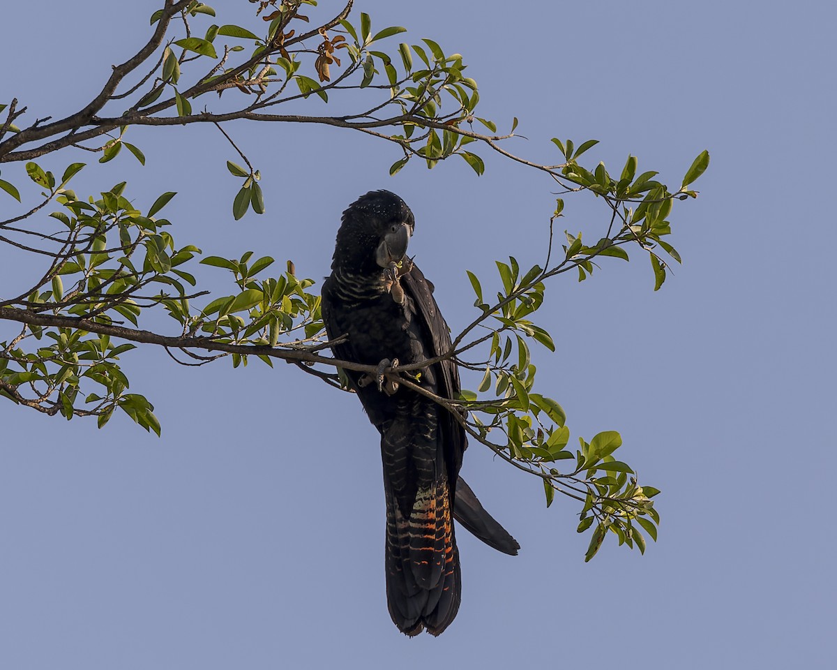 Red-tailed Black-Cockatoo - ML611526966