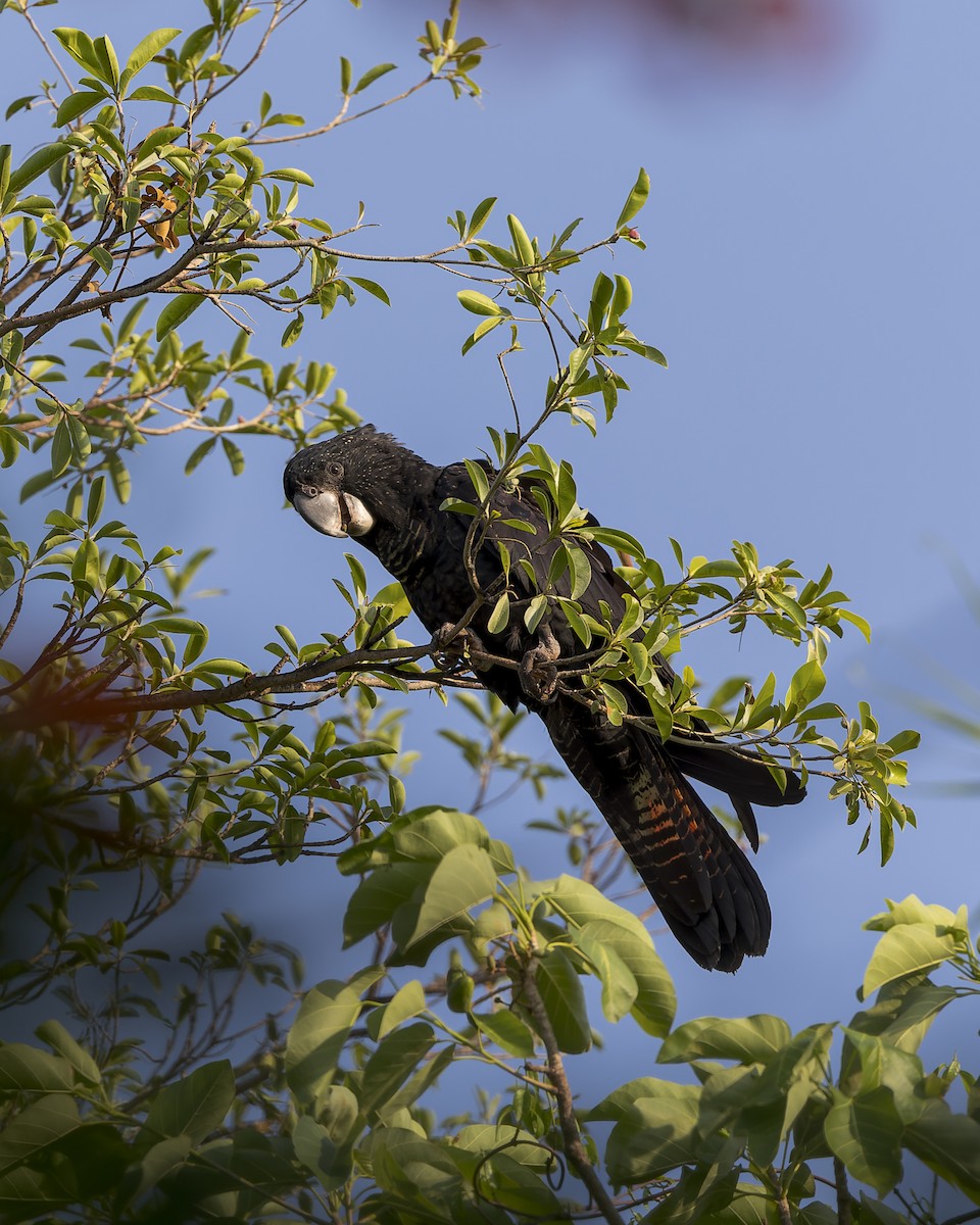 Red-tailed Black-Cockatoo - ML611526967