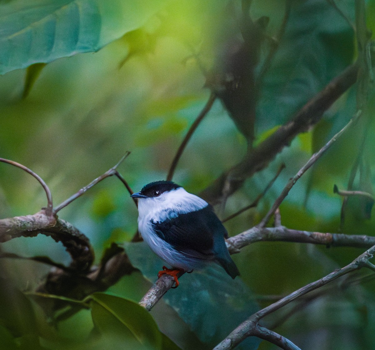 White-bearded Manakin - ML611526978