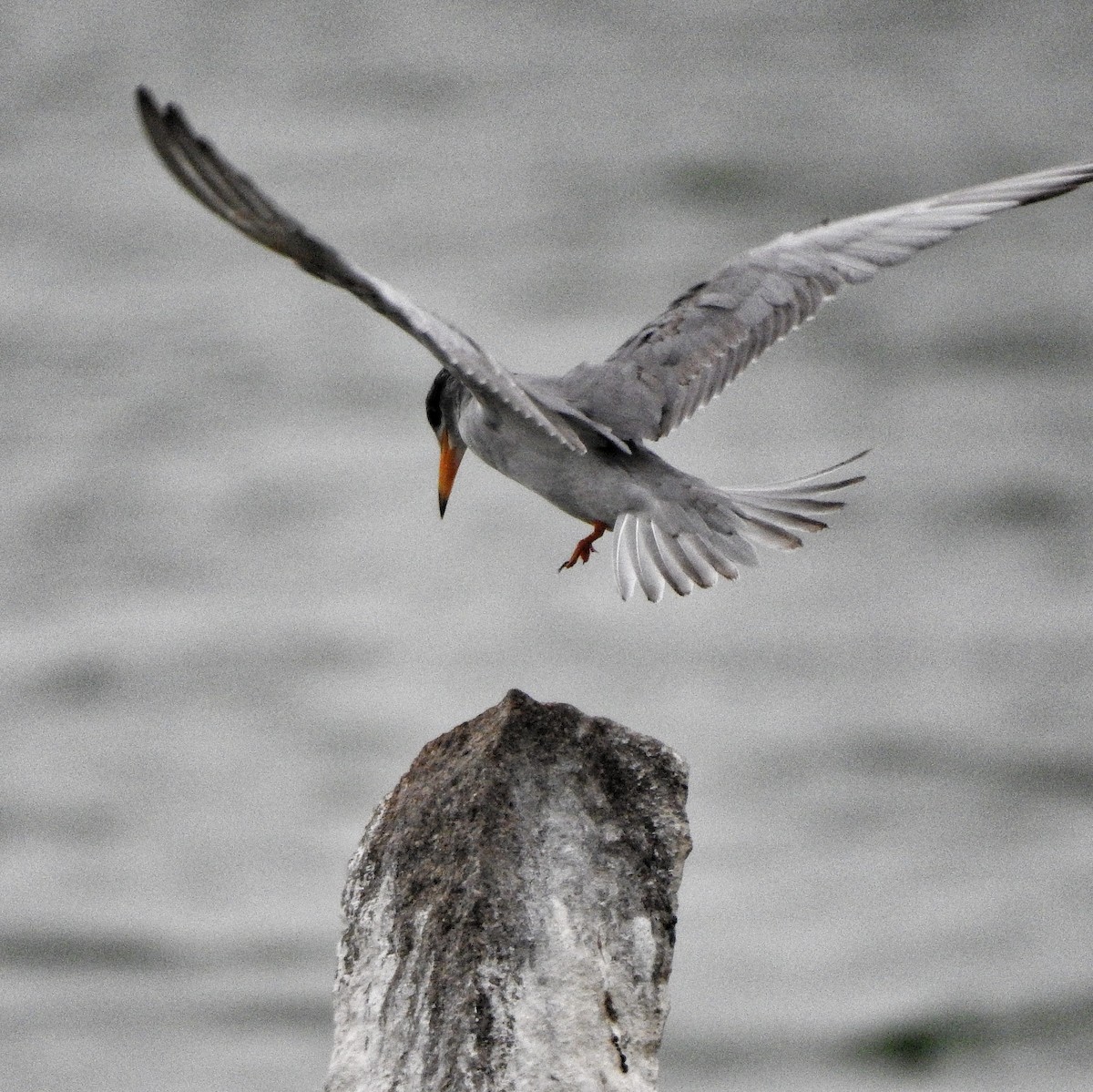 River Tern - ML611527003