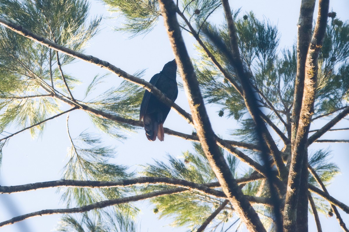 White-crowned Cuckoo - ML611527057